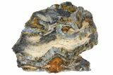 Mammoth Molar Slice With Case - South Carolina #130693-1